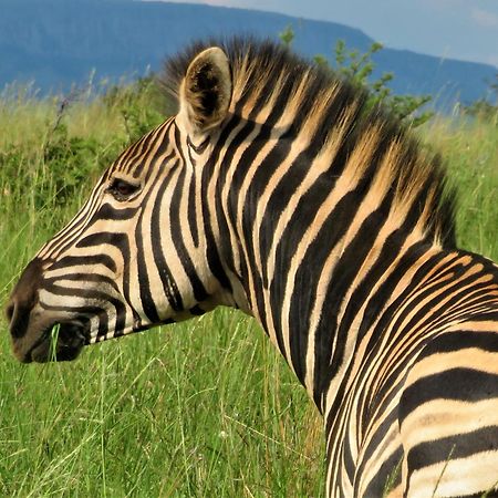 African Hills Safari Lodge & Spa Magaliesburg Ngoại thất bức ảnh