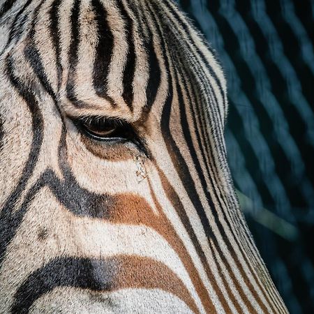 African Hills Safari Lodge & Spa Magaliesburg Ngoại thất bức ảnh