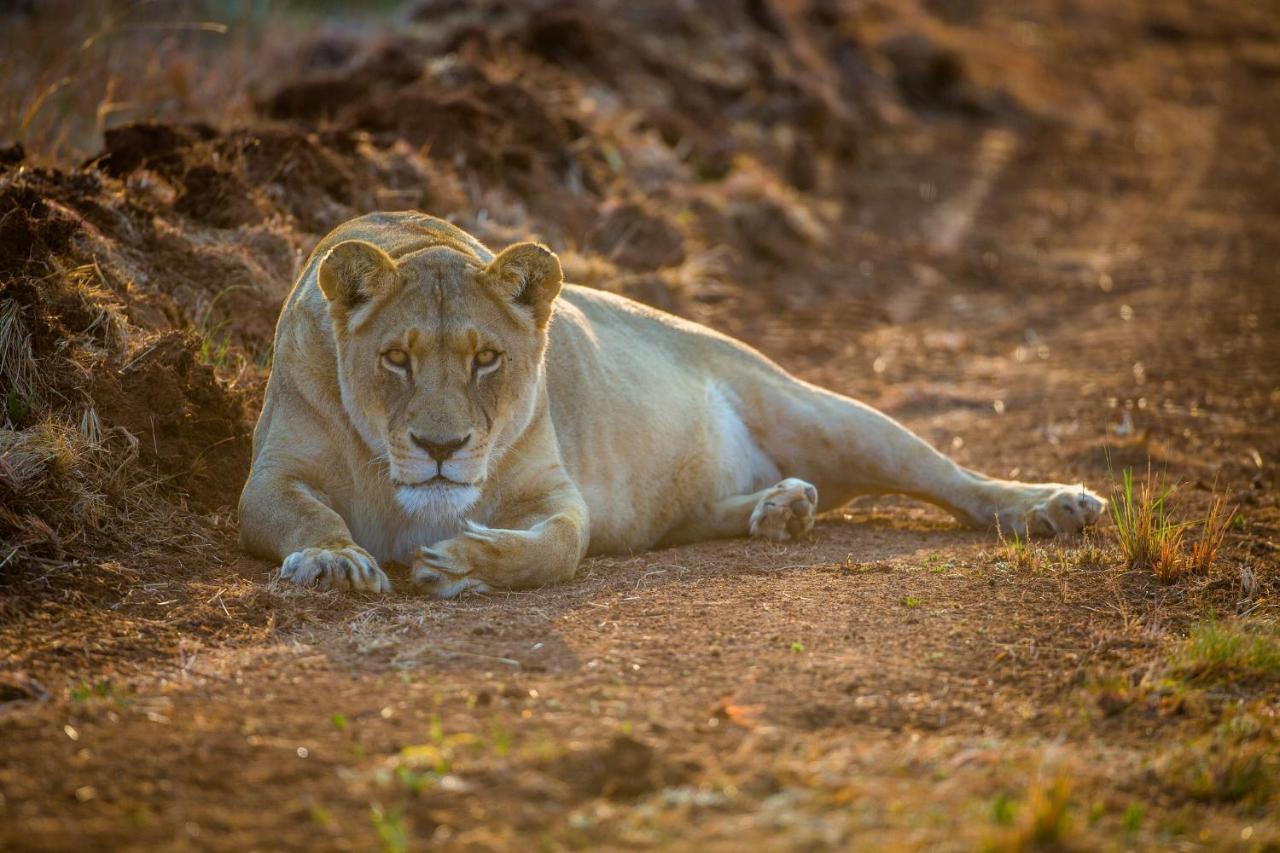 African Hills Safari Lodge & Spa Magaliesburg Ngoại thất bức ảnh
