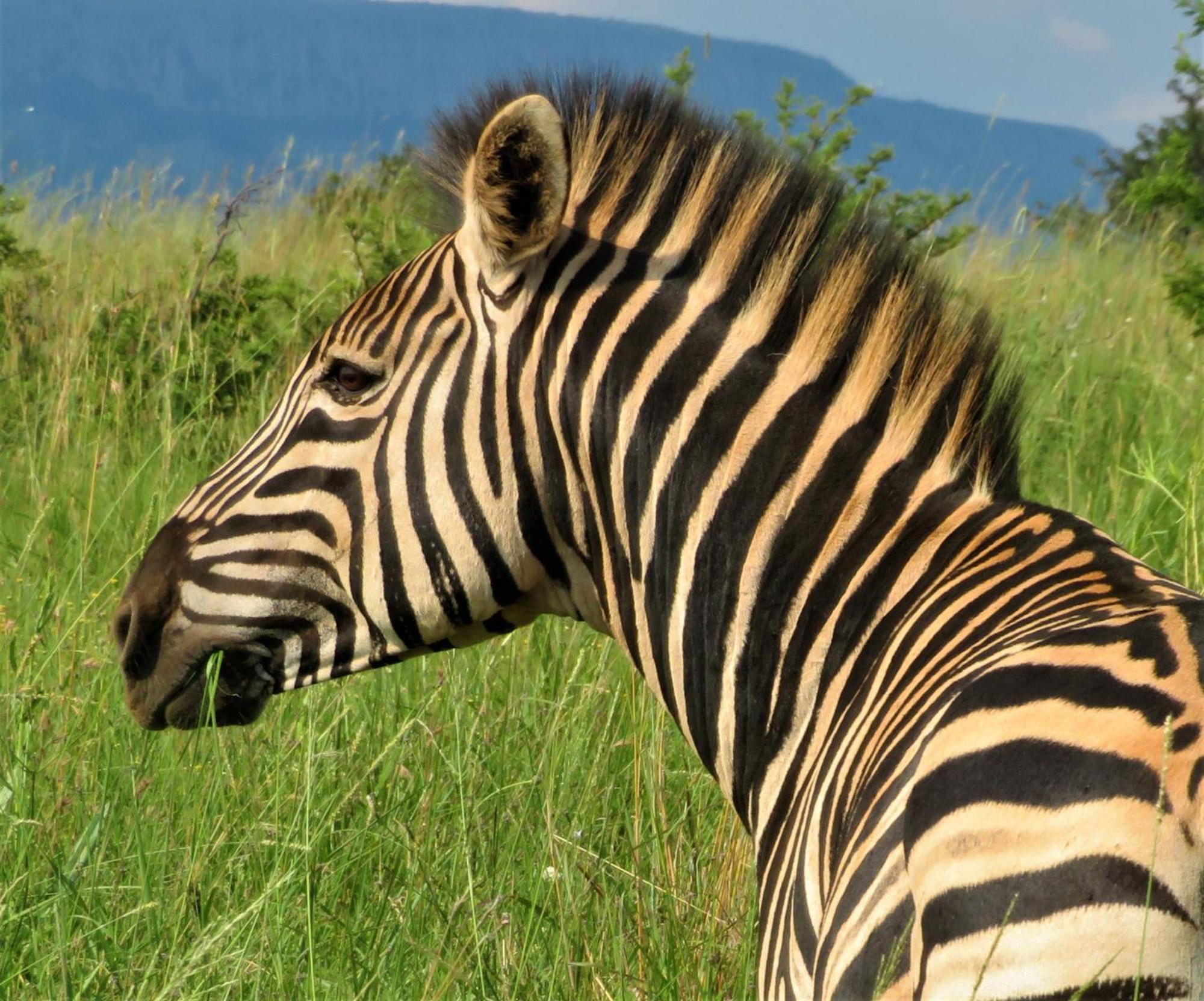 African Hills Safari Lodge & Spa Magaliesburg Ngoại thất bức ảnh