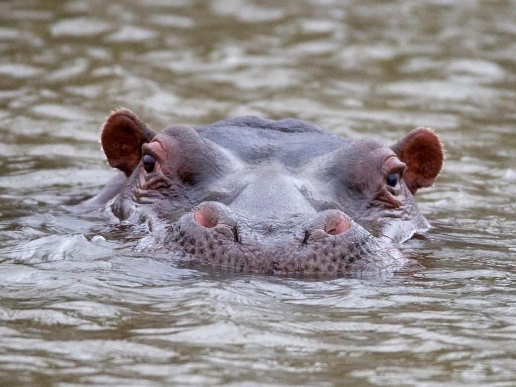 African Hills Safari Lodge & Spa Magaliesburg Ngoại thất bức ảnh